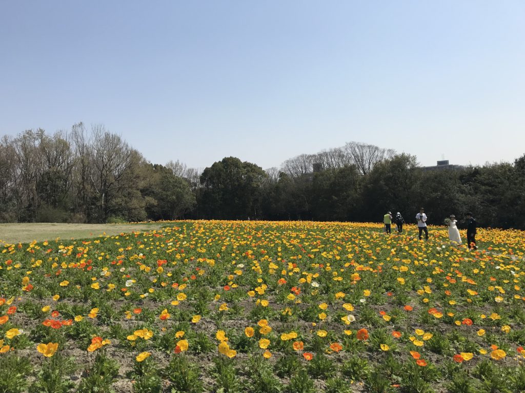 万博記念公園の花の丘
