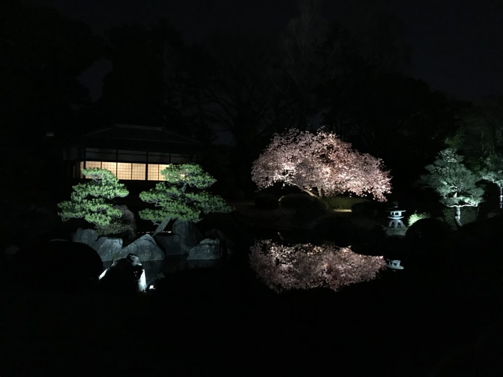 池に映り込む桜
