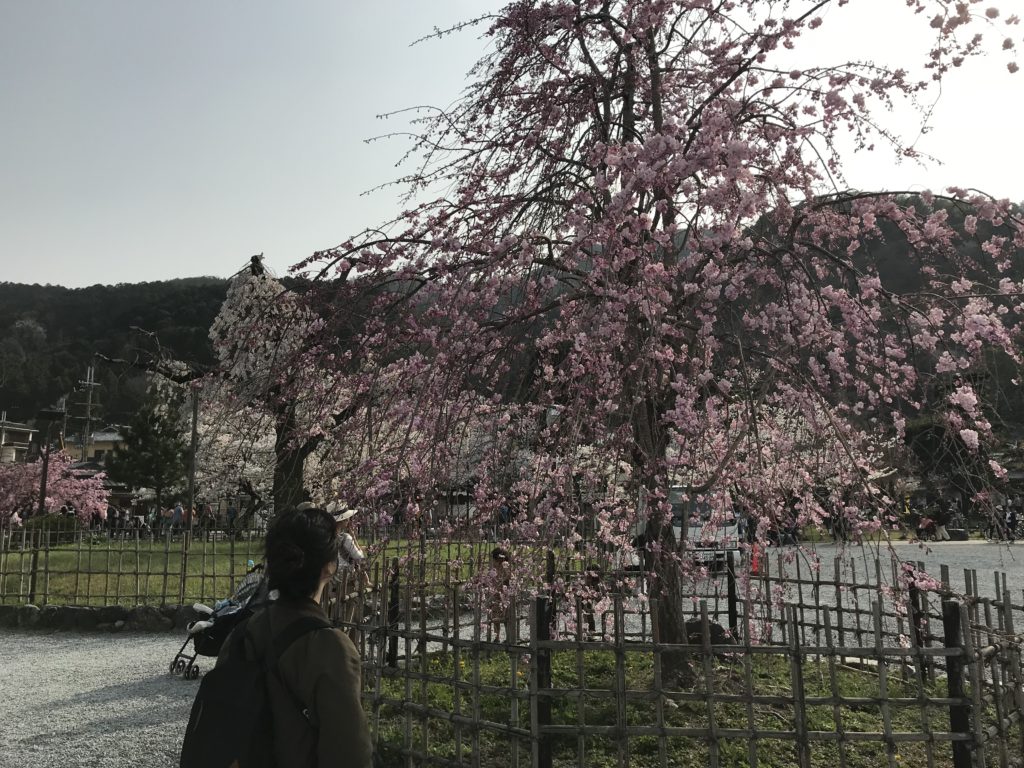嵐山のしだれ桜