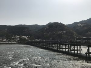 京都嵐山でお花見！アクセス方法とトロッコから見る桜や菜の花！