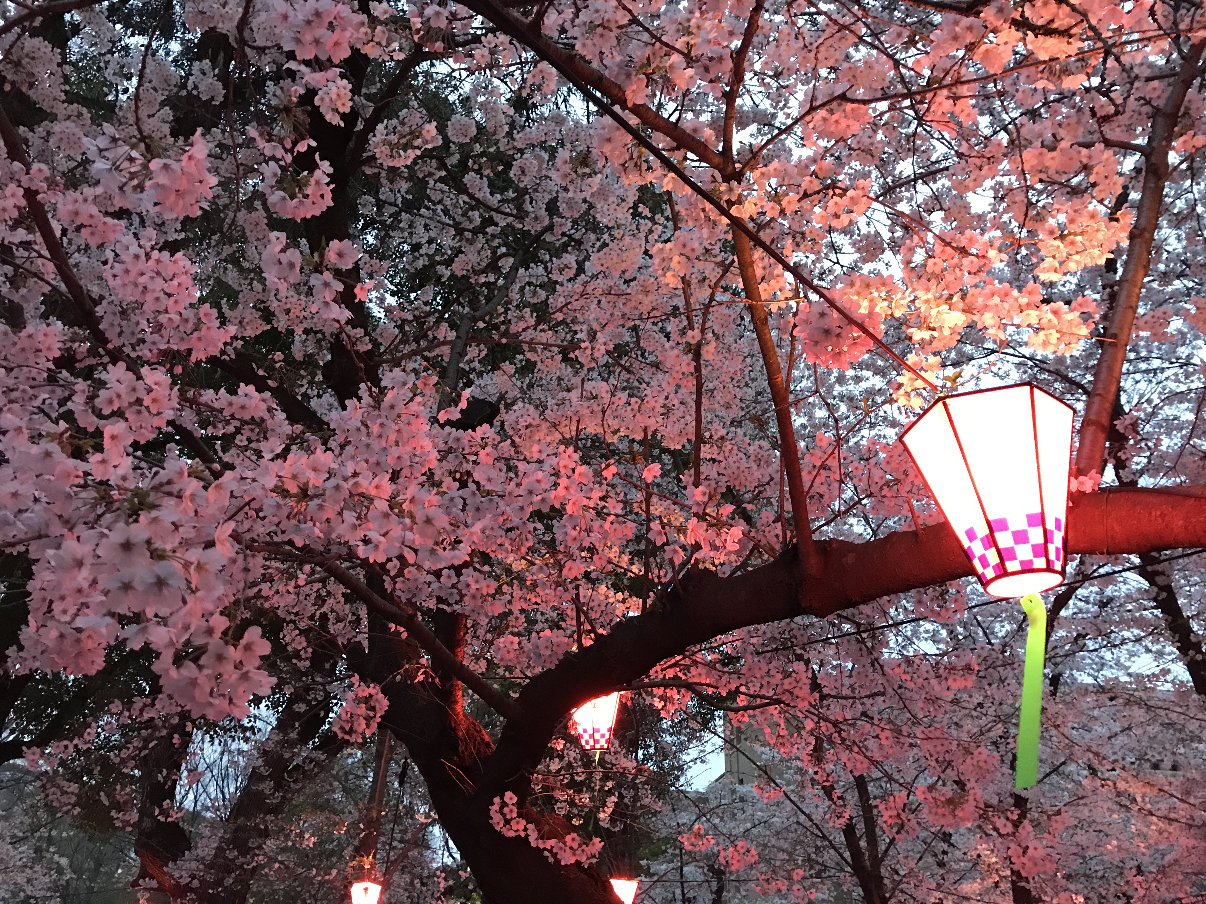 鶴舞公園の桜2019！場所取り情報やライトアップの時間も！
