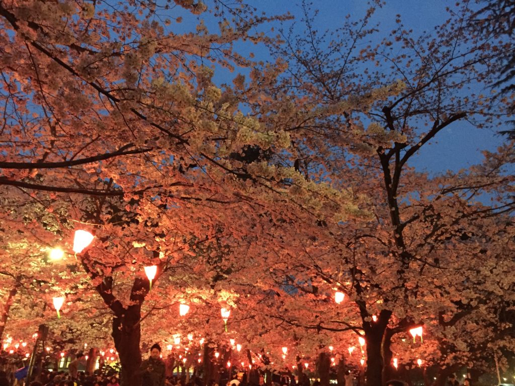 鶴舞公園の夜桜