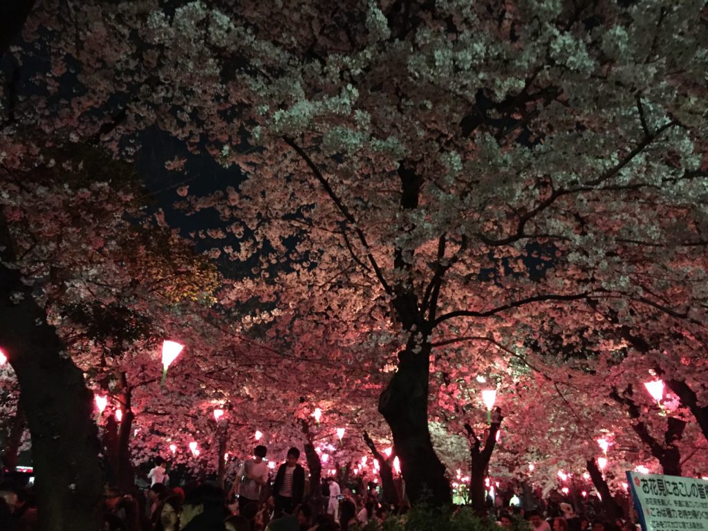 鶴舞公園の夜桜