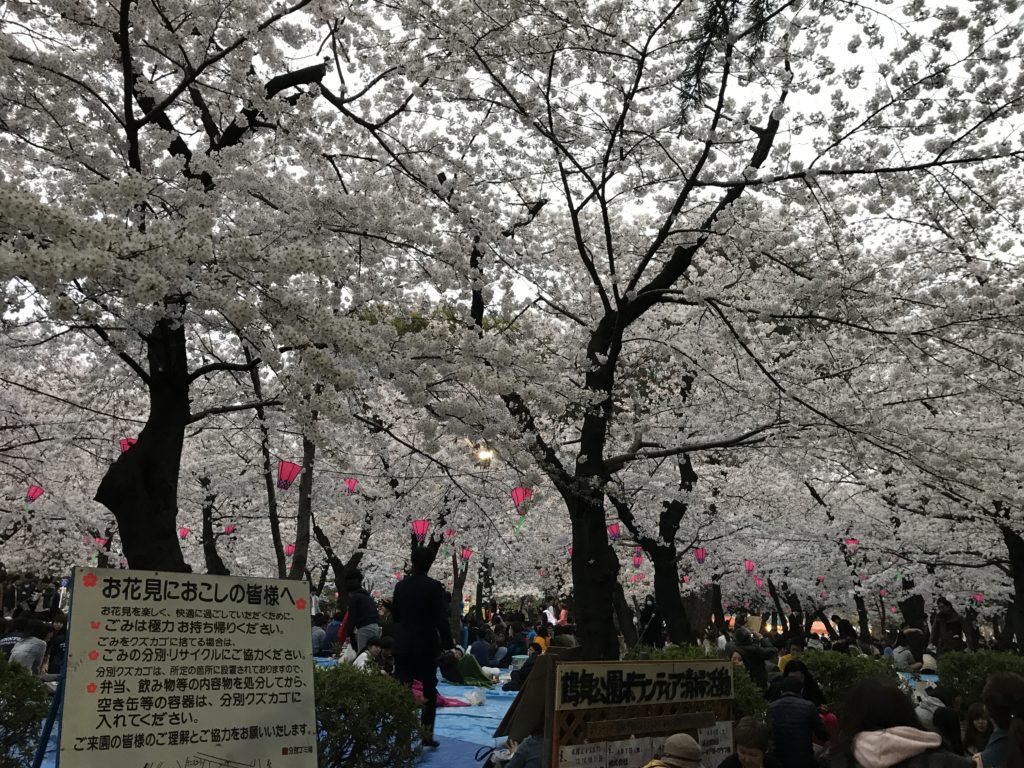 鶴舞公園の桜とゴミの注意