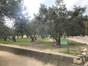 小豆島のオリーブ園とオリーブ公園の違い。営業時間とアクセスのバス。