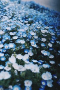 ネモにゃんのグッズは通販で買える？ネモフィラ祭り in 大阪舞洲