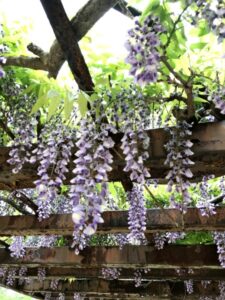 鬼滅の刃の藤の花のモデルは？聖地はどこに？